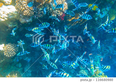 Indo-Pacific sergeant (Abudefduf vaigiensis), also  known as the Sergeant major on coral reef in the Red sea. School of fish undersea 116680980