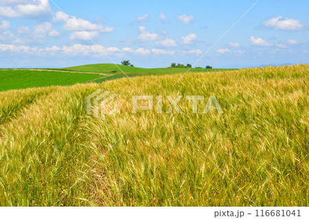 夏　美瑛町　麦畑の丘 116681041