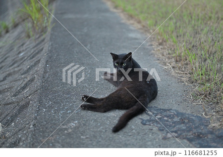 堤防で遊ぶ黒猫 116681255