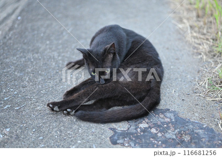 堤防で遊ぶ黒猫 116681256