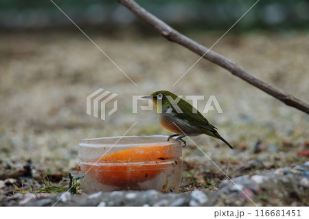 庭に飛んで来た鳥 メジロ、 庭に飛んで来た鳥 メジロ、 116681451