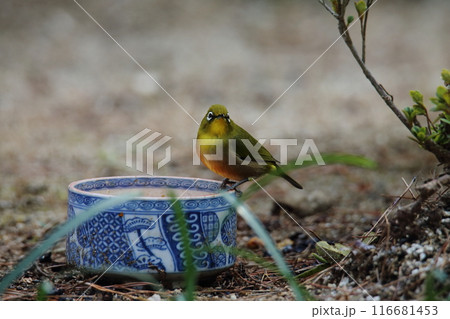 庭に飛んで来た鳥 メジロ、 庭に飛んで来た鳥 メジロ、 116681453