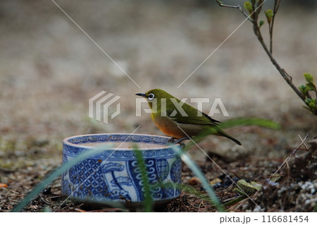 庭に飛んで来た鳥 メジロ、 庭に飛んで来た鳥 メジロ、 116681454