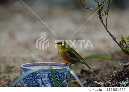庭に飛んで来た鳥 メジロ、 庭に飛んで来た鳥 メジロ、 116681455