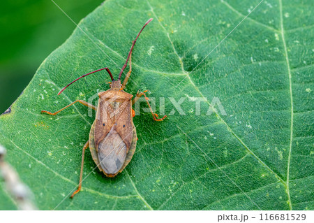 タカラダニに寄生されたホシハラビロヘリカメムシ 116681529