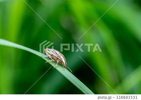 タカラダニに寄生されたウズラカメムシ 116681531