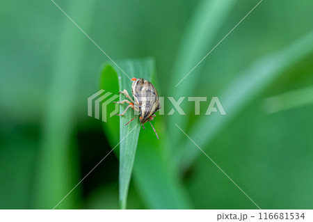 タカラダニに寄生されたウズラカメムシ 116681534