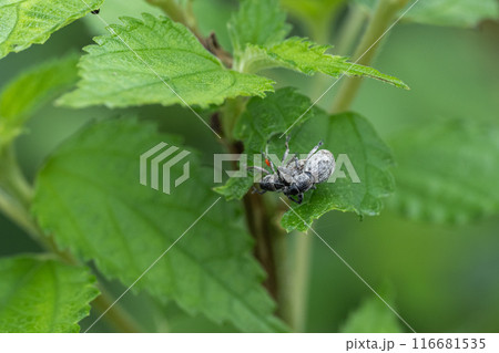 交尾するコフキゾウムシ 116681535