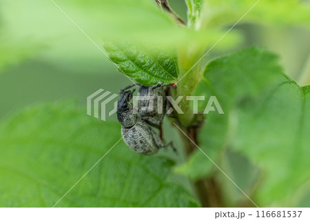 交尾するコフキゾウムシ 116681537