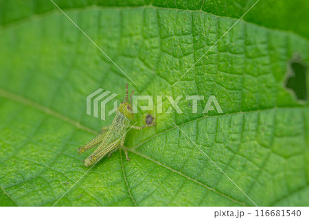 コバネイナゴの幼虫 116681540