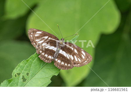 ホシミスジ ホシミスジ 116681561