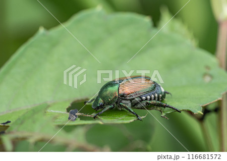 マメコガネ 116681572