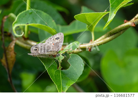タカラダニに寄生されたヒメウラナミジャノメ タカラダニに寄生されたヒメウラナミジャノメ 116681577