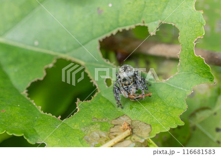 虫を捕食するハエトリグモ(ネコハエトリ) 虫を捕食するハエトリグモ(ネコハエトリ) 116681583