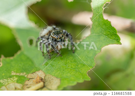 虫を捕食するハエトリグモ（ネコハエトリ） 116681588