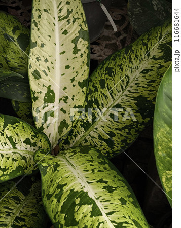 Close-up image of a Dieffenbachia plant, also known as Dumb Cane, with its distinctive large, variegated leaves, highlighting the intricate patterns and textures Close-up image of a Dieffenbachia plant, also known as Dumb Cane, with its distinctive large, variegated leaves, highlighting the intricate patterns and textures 116681644
