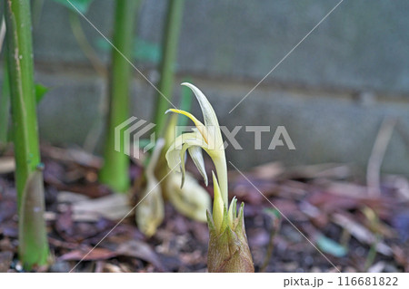 庭先に出てきたミョウガの花と花穂(夏、七月) 庭先に出てきたミョウガの花と花穂(夏、七月) 116681822