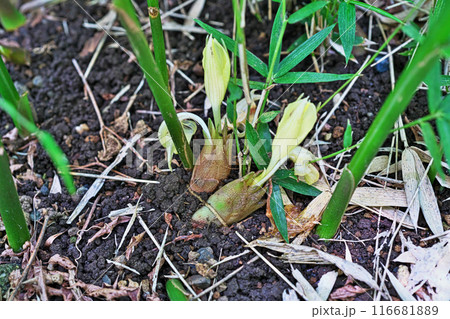 庭先に出てきたミョウガ(花と花穂)(夏、七月) 庭先に出てきたミョウガ(花と花穂)(夏、七月) 116681889
