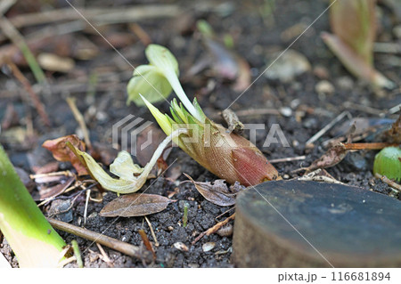 庭先に出てきたミョウガ（花と花穂）（夏、七月） 116681894