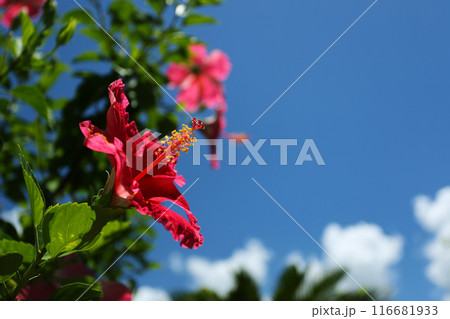 沖縄の青い空と赤いハイビスカス 116681933