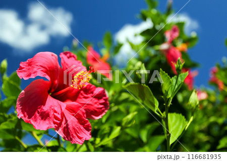沖縄の青い空と赤いハイビスカス 116681935