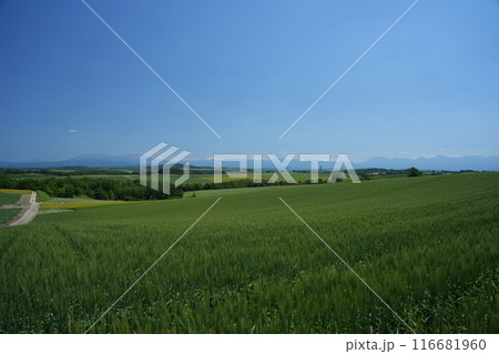 【北海道美瑛】美瑛の丘から望む大雪山パノラマ 【北海道美瑛】美瑛の丘から望む大雪山パノラマ 116681960