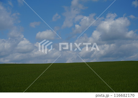 【北海道美瑛】空・雲・大地 116682170