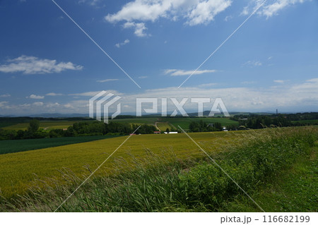 【北海道美瑛】美瑛の丘の風景 116682199