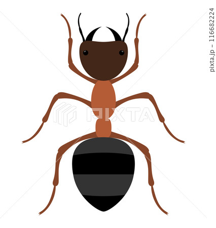 flat style insects wildlife animals vector illustration 116682224