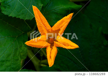 An orange squash blossom contrasts with a green garden, highlighting natures beauty An orange squash blossom contrasts with a green garden, highlighting natures beauty 116682269