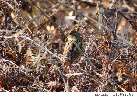 冬のアオジ　枯れ藪の中を歩き回る　黄緑色の野鳥 116682363