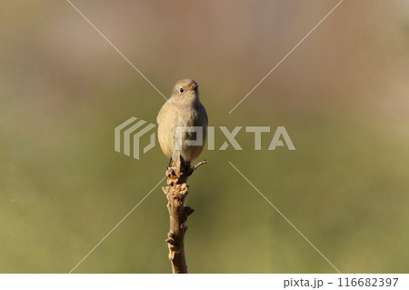 ジョウビタキのメス　見通しの良い場所にとまる　冬鳥 116682397