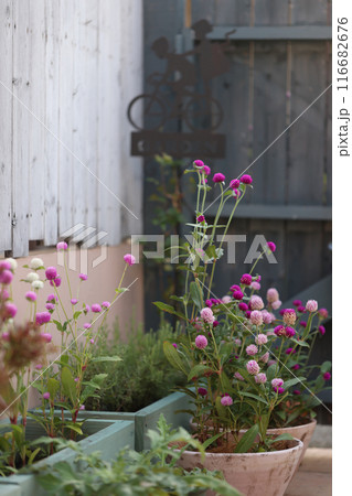 夏の庭 夏の庭 116682676