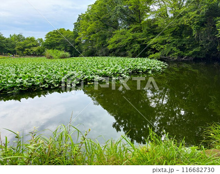 池の水面に生い茂る植物 116682730