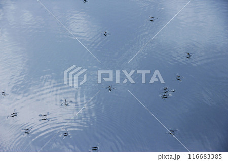 アメンボウは元気に水面を滑るように進む。水面は青空を写し綺麗な波紋を作って 116683385