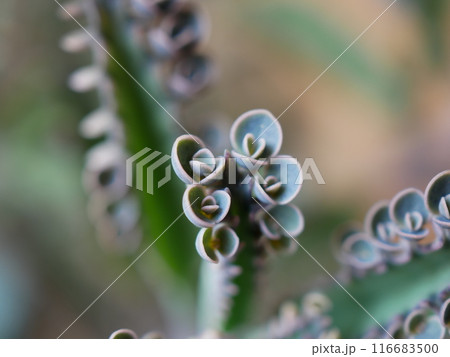 子宝草・コダカラソウ 116683500