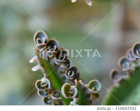 子宝草・コダカラソウ 子宝草・コダカラソウ 116683502