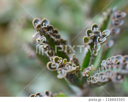 子宝草・コダカラソウ 116683503