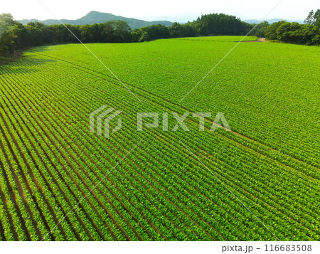 夏の北海道乙部町で大豆畑の風景を撮影 116683508