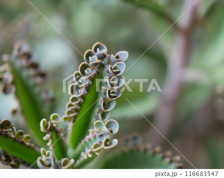 子宝草・コダカラソウ 116683547