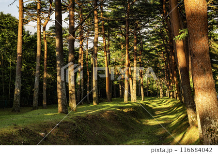 夕方の日が差し込む美しい赤松の松並木, 116684042