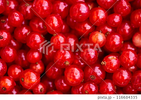 Red currant on green grass background in white cup Red currant on green grass background in white cup 116684335