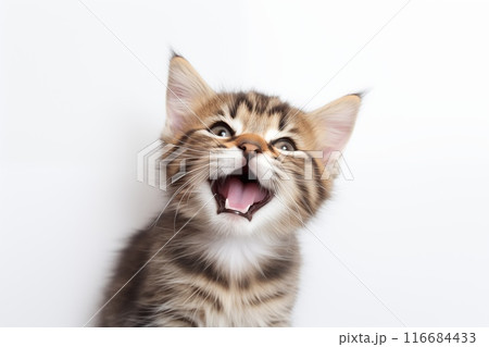 Top view of a happy cute kitten playing with its head up, isolated on a white background 116684433
