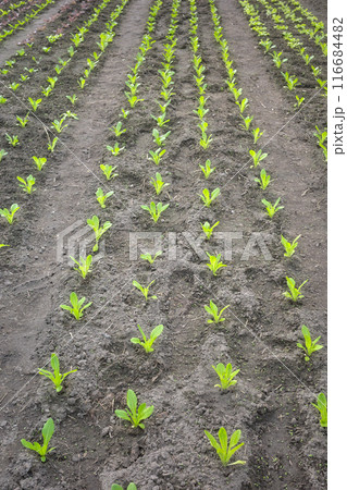 Rows of vegetable seedlings in an organic greenhouse plantation. 116684482