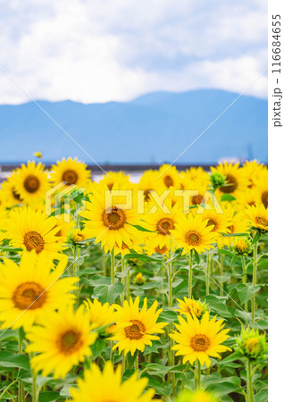 安曇野のひまわり畑 116684655
