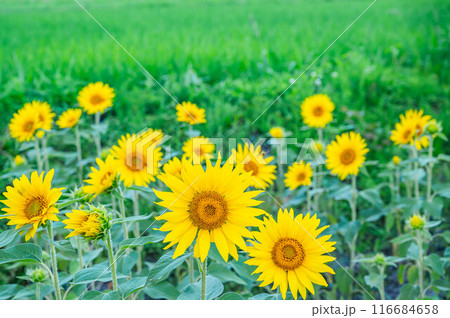 夏のヒマワリと田園風景　 116684658