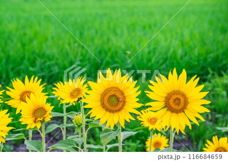 夏のヒマワリと田園風景  夏のヒマワリと田園風景  116684659
