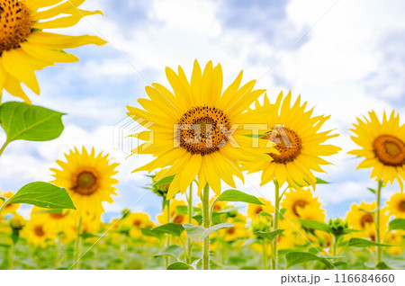 夏の青空とひまわり畑　安曇野 116684660