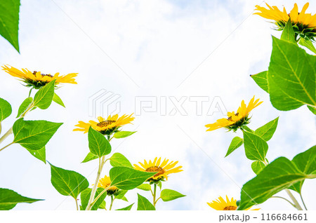 ひまわり フレーム ひまわり フレーム 116684661