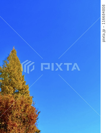 青空とイチョウの木_横位置 青空とイチョウの木_横位置 116684808